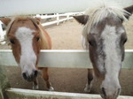 horse1.jpg